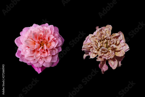 Fototapeta Naklejka Na Ścianę i Meble -  Isolated fresh and dried flower on black background.