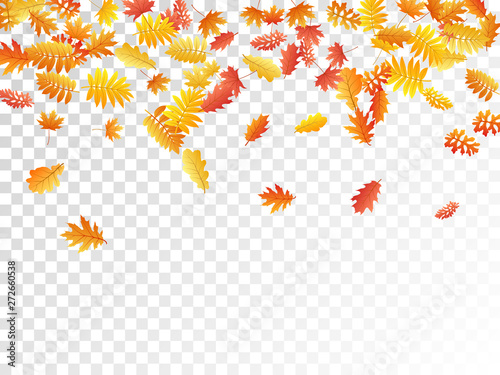 Oak, maple, wild ash rowan leaves vector, autumn foliage on transparent background.