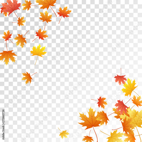 Maple leaves vector illustration, autumn foliage on transparent background.