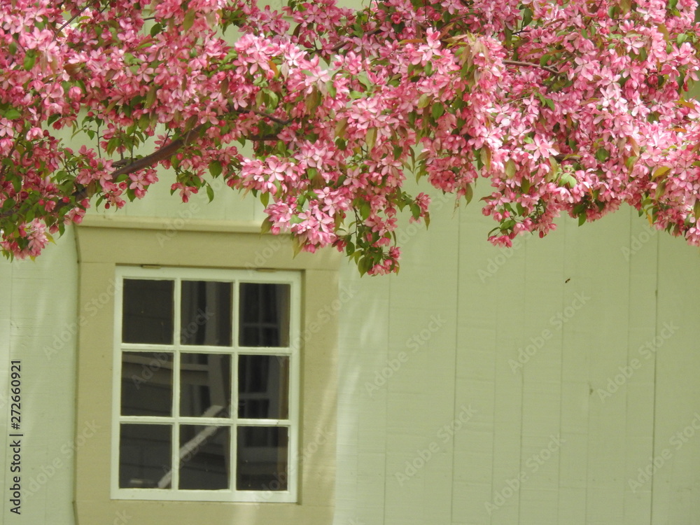 Apple trees in bloom and a window, Montmagny