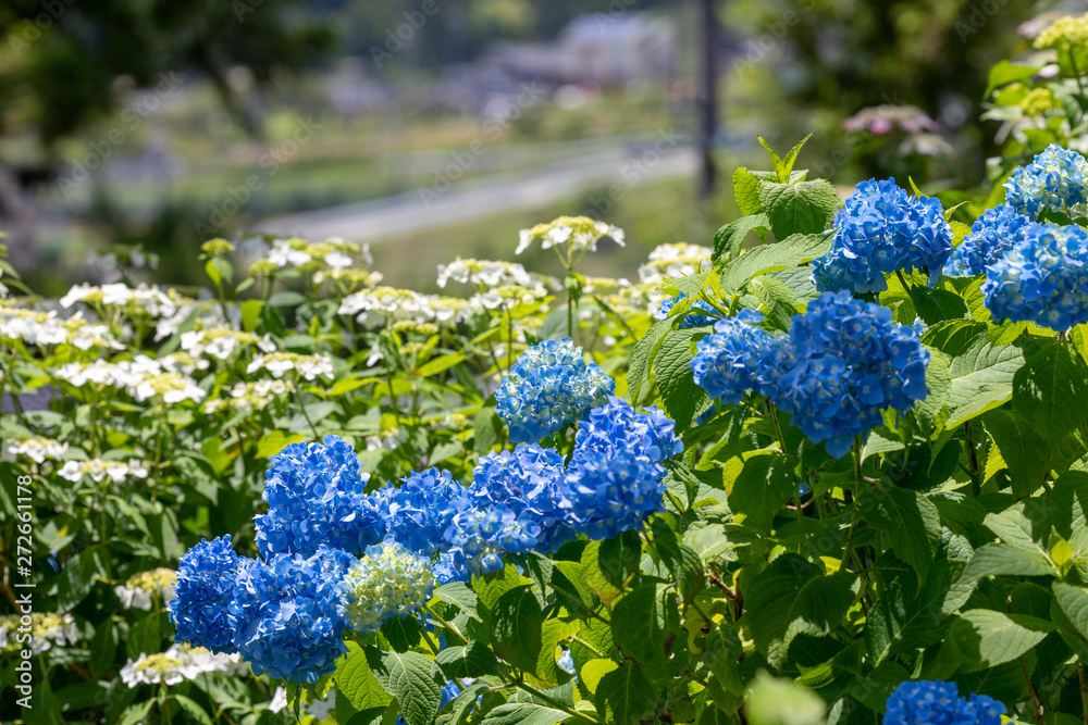 アジサイの花