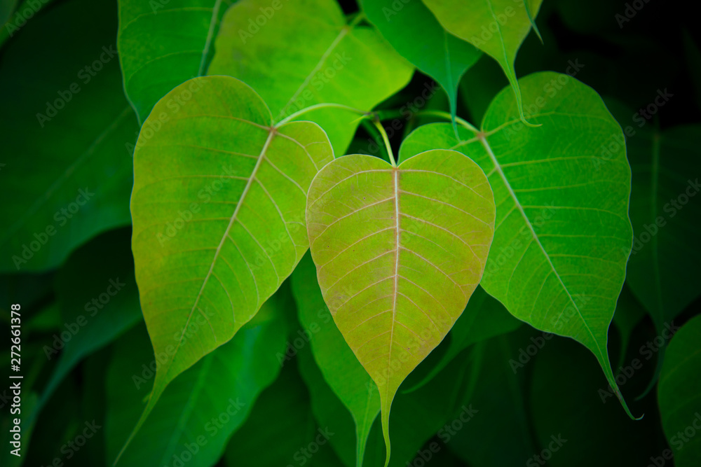 abstract green leaf texture, fresh green leaves, (bo leaf, bodhi leaf) abstract green leaf texture, fresh green leaves, (bo leaf, bodhi leaf)