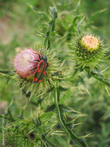 Insect and thistle