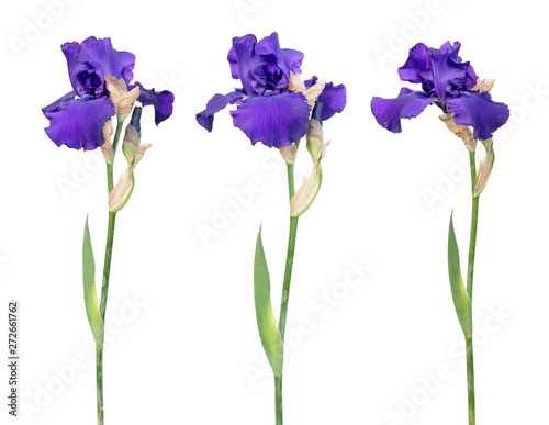 Set of blue iris flowers with long stem and green leaf isolated on white background. Cultivar from Tall Bearded (TB) iris garden group