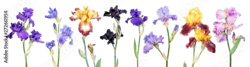 Big set of different color iris flowers with green leaves isolated on white background. General view of flowering plants. Cultivars from Tall Bearded (TB) iris garden group