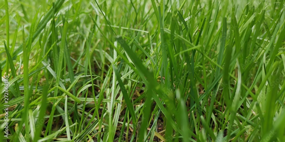 green grass with water drops green grass with water drops