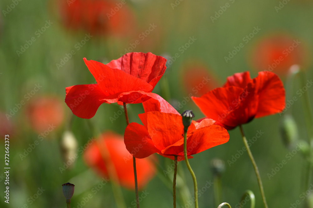 Close up on red poppies in a wheat field in Tuscany near San Quirico d'Orcia (Siena). Italy. Close up on red poppies in a wheat field in Tuscany near San Quirico d'Orcia (Siena). Italy.