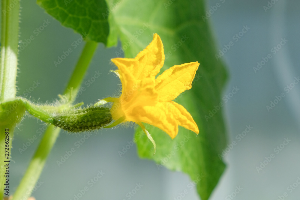 small green cucumber with a yellow flower on a branch in a greenhouse with space for text small green cucumber with a yellow flower on a branch in a greenhouse with space for text