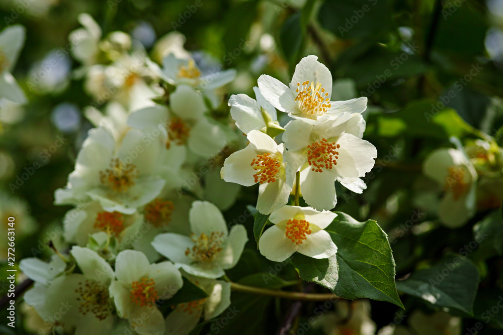 Fototapeta premium Blooming philadelphus coronarius jasmin bush