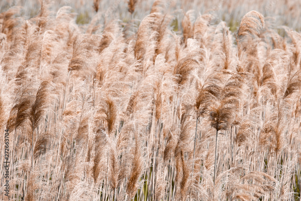 Fototapeta premium Lake Shore. Coastal plants, texture, reed, pattern. Brown color.