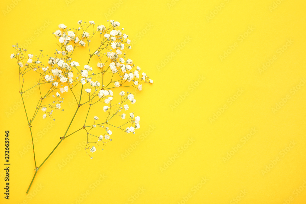 White gypsophila flowers on yellow background