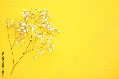 White gypsophila flowers on yellow background © 5second