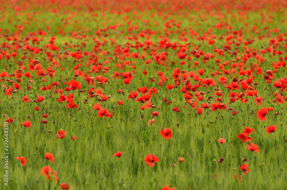 field of red poppies in a field of wheat in Tuscany near Monteroni d'Arbia (Siena). Italy.