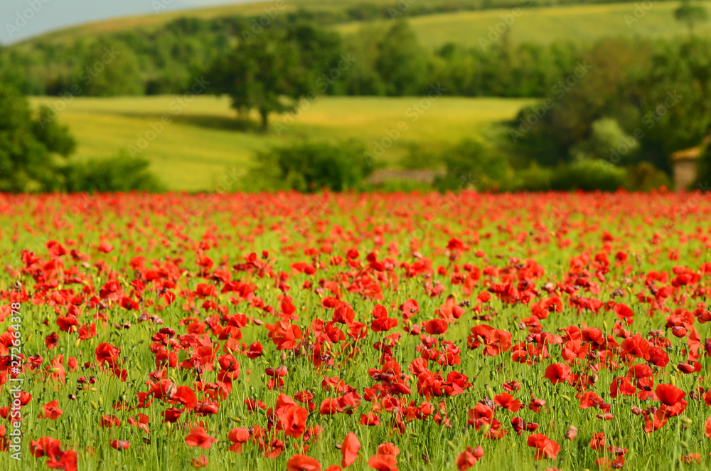 beautiful field of red poppies in a field of wheat with green hills in the background in Tuscany near Monteroni d'Arbia (Siena). Italy.