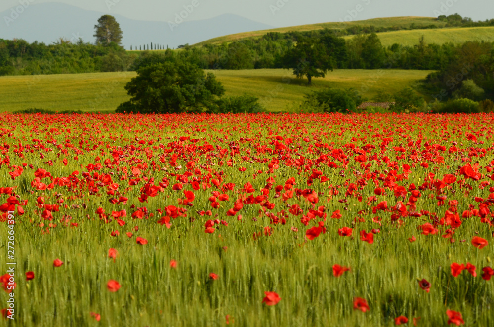 beautiful field of red poppies in a field of wheat with green hills in the background in Tuscany near Monteroni d'Arbia (Siena). Italy.