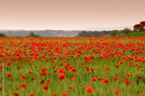 beautiful field of red poppies in a field of wheat at sunset in Tuscany near Monteroni d Arbia  Siena . Italy.