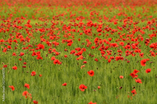 field of red poppies in a field of wheat in Tuscany near Monteroni d'Arbia (Siena). Italy. © Dan74