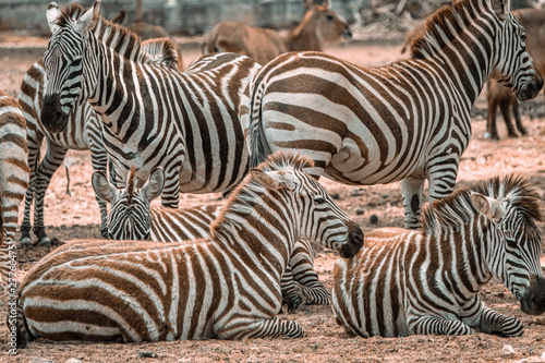 Zebras resting in the on pasture. Closeup shot with soft focus background