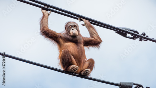 Orangutan on overhead cables