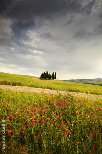 Cypress trees near San Quirico d Orcia with beautiful flowers in foreground and cloudy sky  Italy.