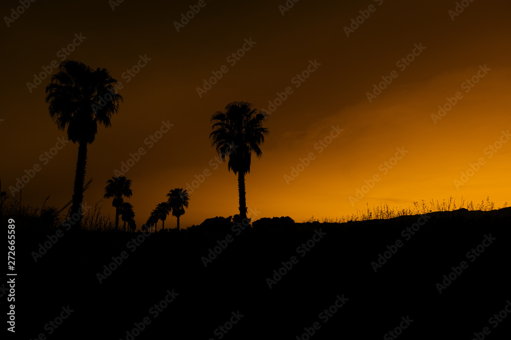 Sonnenuntergang mit Palme / Mallorca