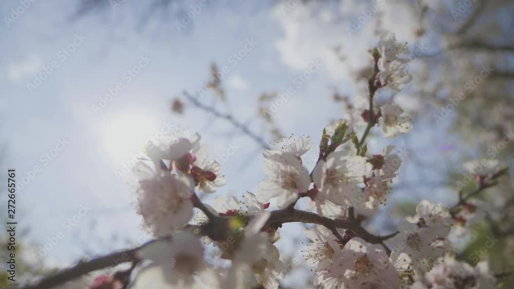 Beautiful nature scene with blooming tree and sun flare. Spring flowers in orchard. Inspirational spring flowers and blooming tree blossom. Beautiful nature scene with blooming tree and sun flare. Spring flowers in orchard. Inspirational spring flowers and blooming tree blossom.