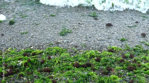 Green seaweed kelp (laminaria), ulva in blue sea waves with sand, rock and wave bubble in Inciralti Kent Ormani (Inciralti City Forest), Izmir Turkey.