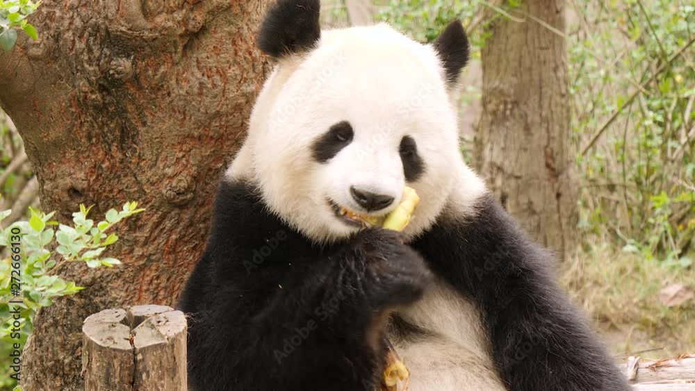 Giant panda bear eating bamboo. Medium shot. Giant panda bear eating bamboo. Medium shot.