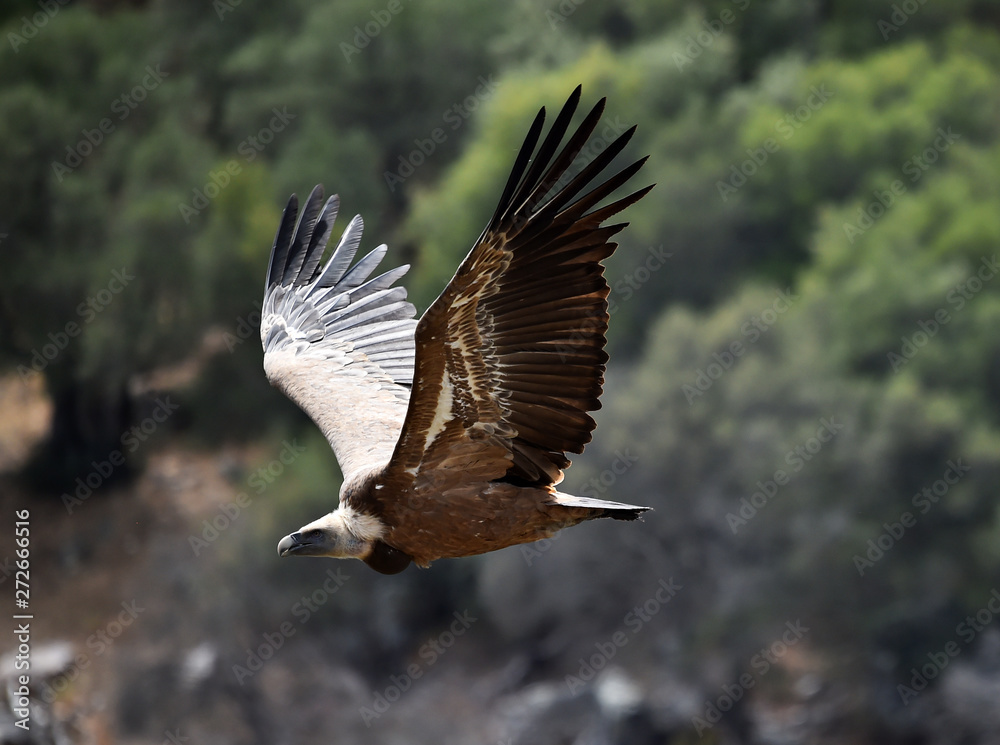 Obraz premium buitre leonado