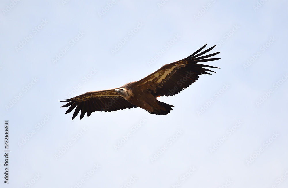 Obraz premium buitre