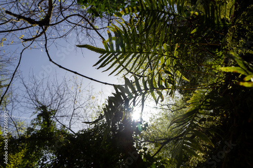 green ferns in tropical forest