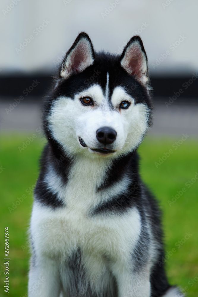 Dog breed Siberian husky