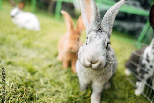 Fototapeta Naklejka Na Ścianę i Meble -  Rabbit in farm cage or hutch. Breeding rabbits concept