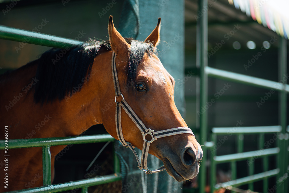 Fototapeta premium Portrait of horse's head close up. Beautiful young stallion in paddock on horse farm.