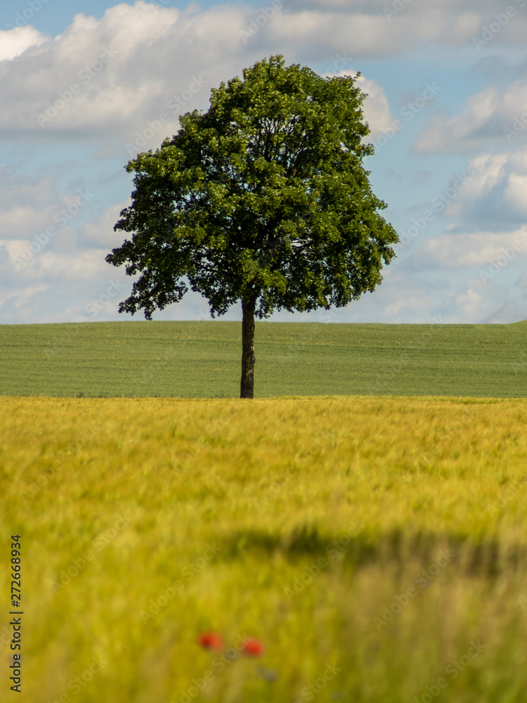 Fototapeta premium Baum im Weizenfeld
