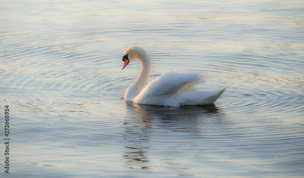 Fototapeta premium Alone white swan floating on a pond in the middle of concentric waves.