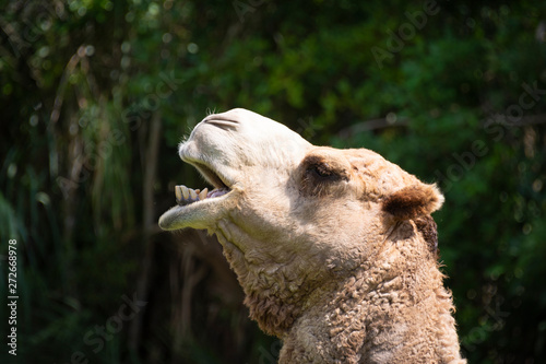 Camel Head