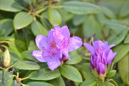Oleander bush with beautiful purple flowers with selective focus and blurred green leaves. Elegant purple flowers on the rhododendrons bush. Summer flowers Bush of rhododendrons with violet flowers 