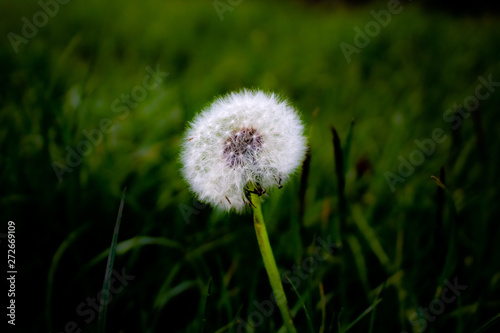 Dandelion in the grass with a blurred background