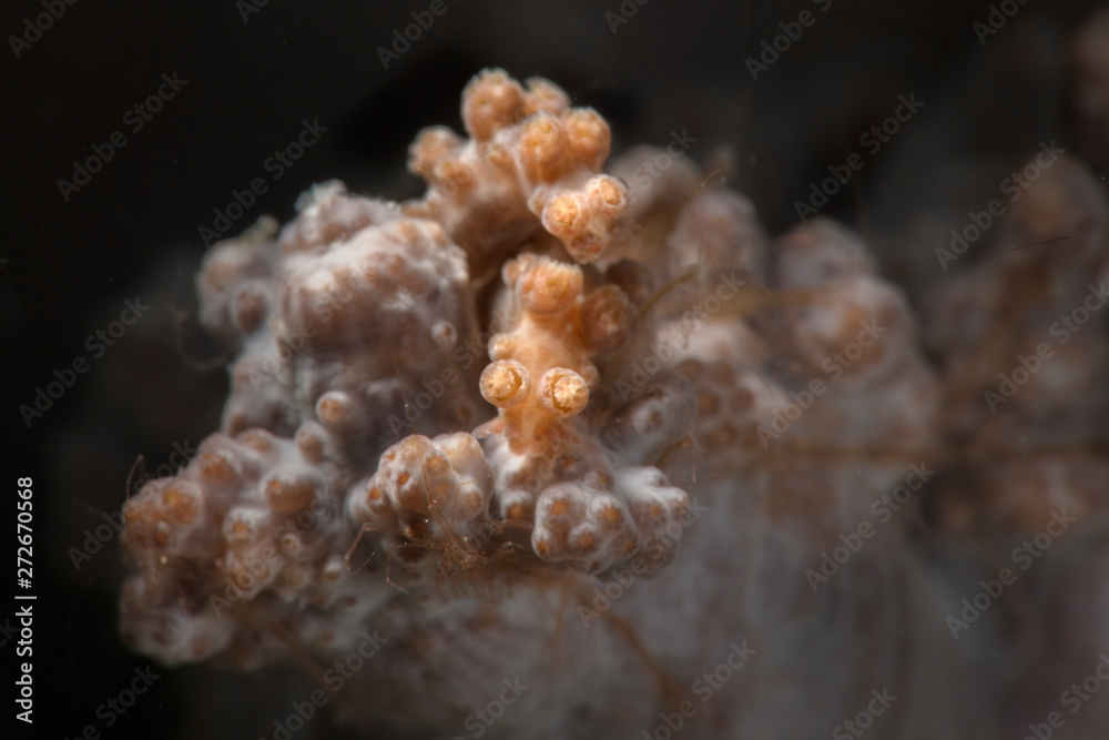 Nudibranch Tritonia sp.  Underwater macro photography from Romblon, Philippines