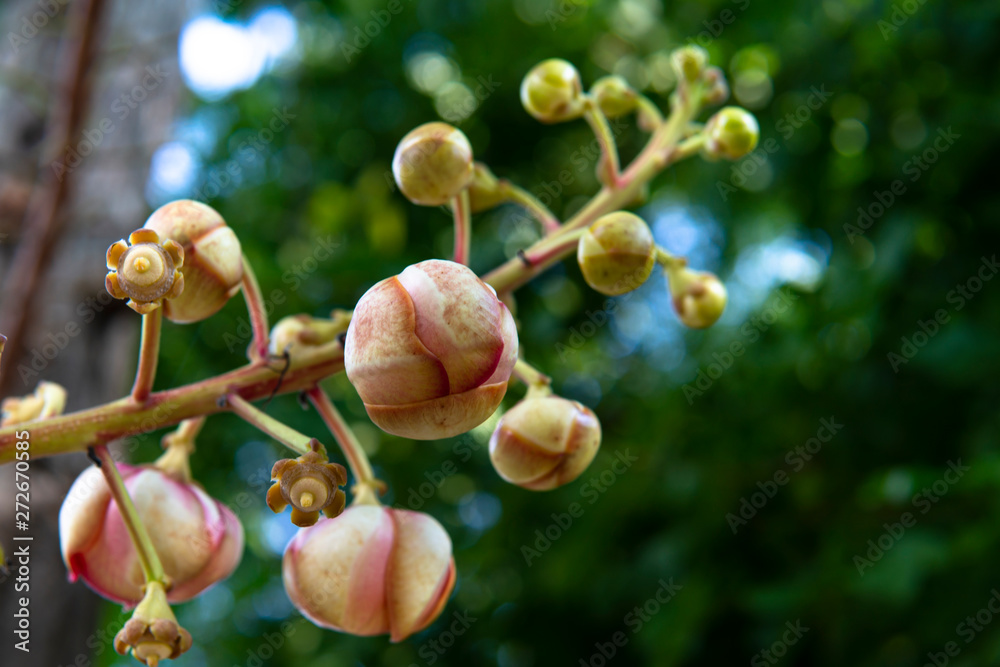 Sal flowers or Sal tree (Shorea robusta). This tree is popularly planted inside Thai Buddhist