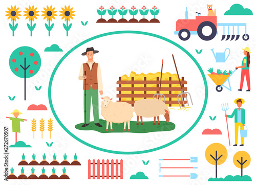 Agriculture and husbandry vector, person with sheep caring for animals on farm, scarecrow and plantation of sunflowers in bloom, tractor and farmers