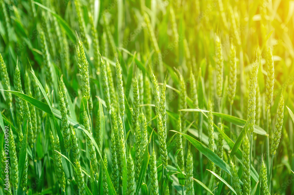 Young green wheat in a field. Agricultural concept Young green wheat in a field. Agricultural concept