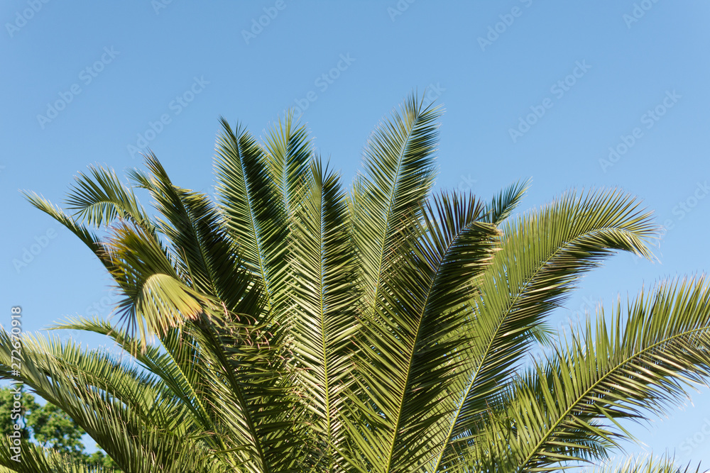 Palm leaves on a sky blue background. Palm tree background. Copy space. Palm leaves on a sky blue background. Palm tree background. Copy space.
