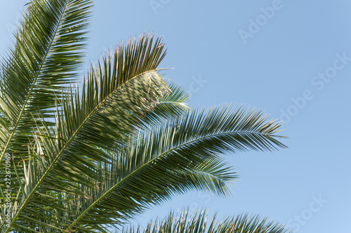 Palm leaves on a sky blue background. Palm tree background. Copy space.