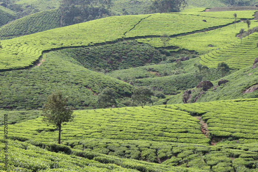Tea garden in Kerala