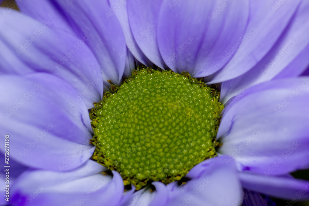 Flowers close up beautifull macro photography Flowers close up beautifull macro photography