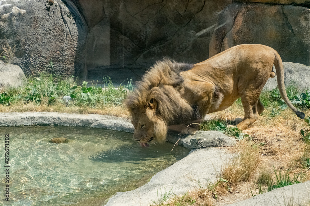 Fototapeta premium A Long Drink