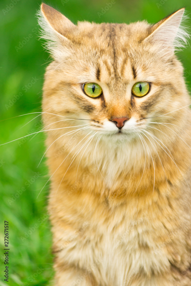 Ginger tabby cat on the nature in the green grass among the yellow dandelions. Cat walking in nature.