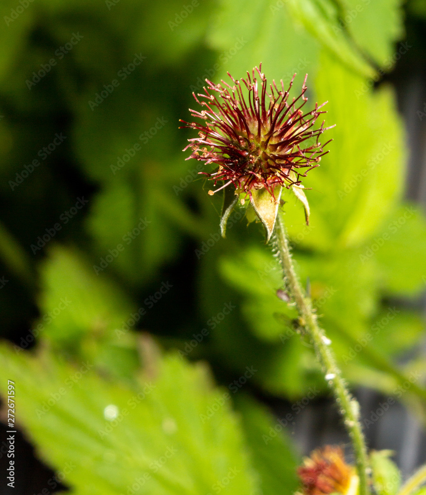 Flowers close up beautifull macro photography Flowers close up beautifull macro photography